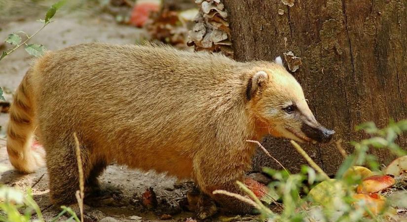 Varázslatos és borzongató: ilyen lesz a Halloween az állatkertben