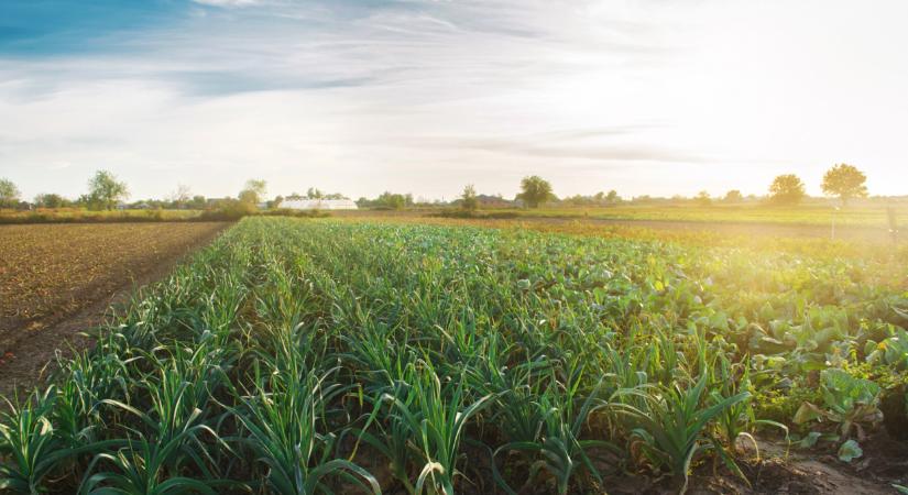 Elképesztő, milyen zöldség termesztésébe kezdenek az ukránok