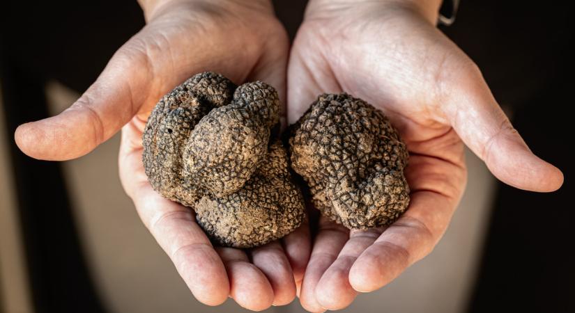Igazi kincs hever ezekben az erdőkben: tonnaszám ássák ki őket