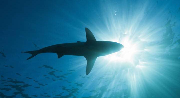 Egyedül, a víz alatt kerüli meg a Földet: 5 évig tart majd az utazás