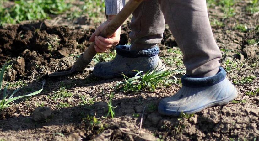 Hosszú kórházi kezelés után fogott agrárvállalkozásba egy férfi, és megtalálta magának az aranytojást tojó tyúkot