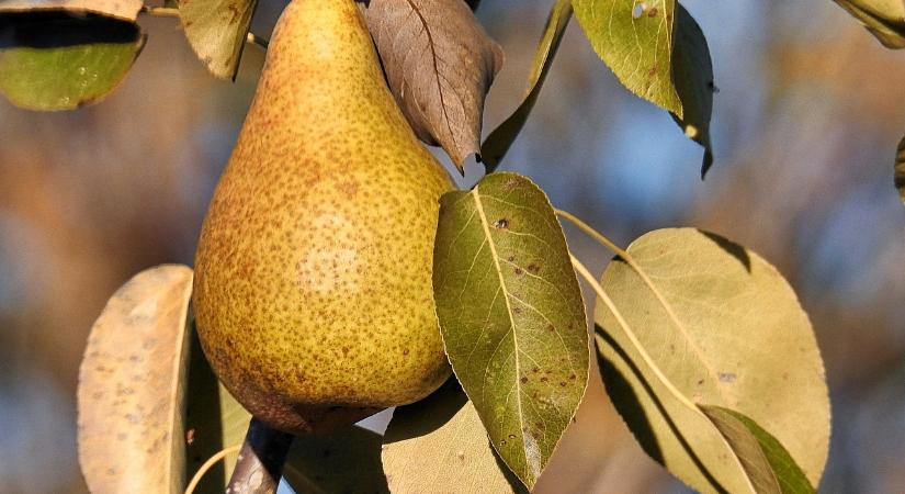 Visszaesett a francia körtetermés, ez ránk is hatással lehet
