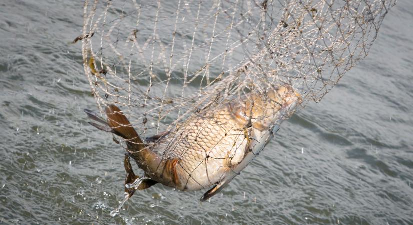 Meglepő fogás a Dunában: a kutatók a partközelben akadtak rá a pettyes különlegességre