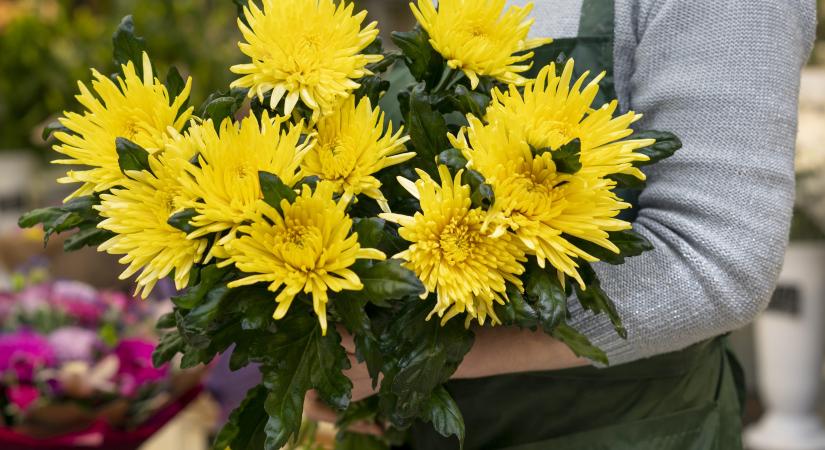 Idén kevesebb a krizantém