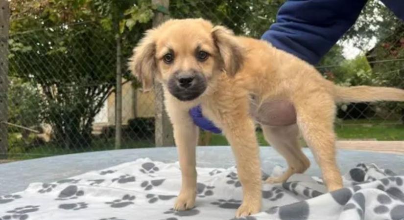 Egy nap, ami mind a négylábúaknak, mind a látogatóknak örömet hoz – Jótékonysági kutyafotózás Miskolcon!