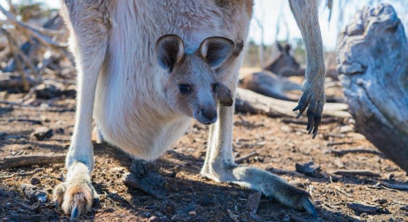 Ritka fehér kenguru született az állatparkban