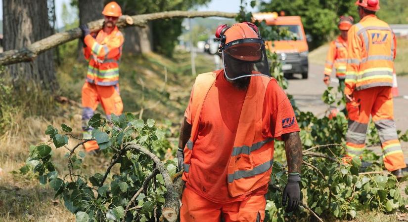 Jegyezd fel a dátumot: gallyazási munkálatok kezdődnek Baranyában!