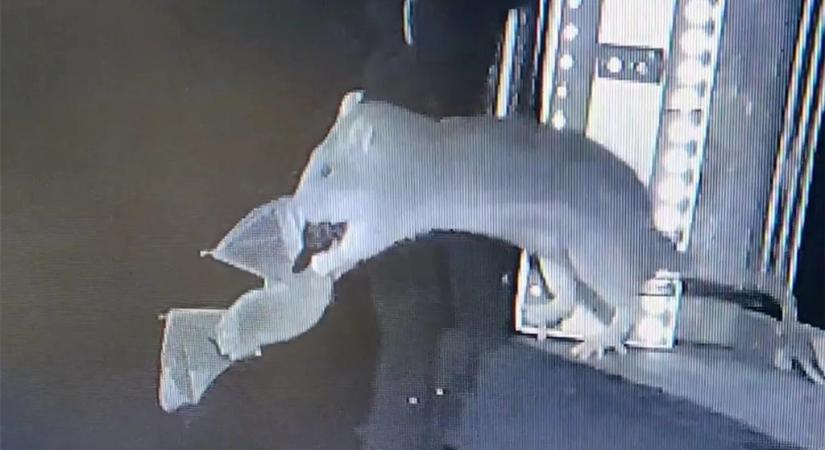 Videó: a levegőben kapják el a patkányok a repülő denevéreket