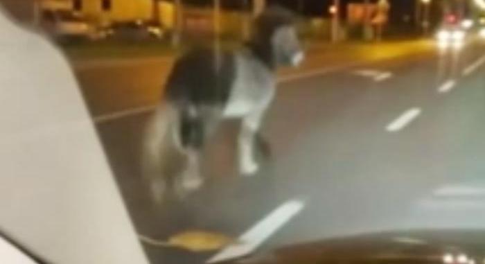 Póniló szlalomozott az autók között Nyíregyházán