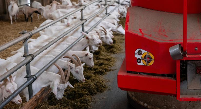 Újra szabad az út: visszaszereztük a mentes státust az egyik állatfertőzéstől