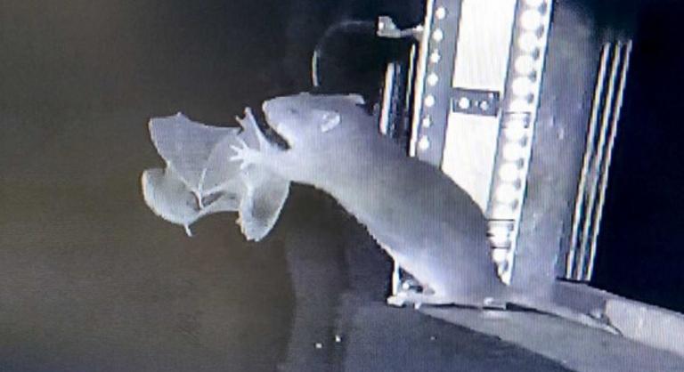 Az emberre is veszélyes, hogy a patkányok már a levegőben is levadásszák a denevéreket