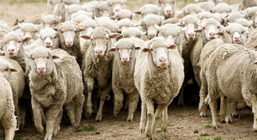 Hivatalos bejelentést tettek az állatok pestiséről Magyarországon