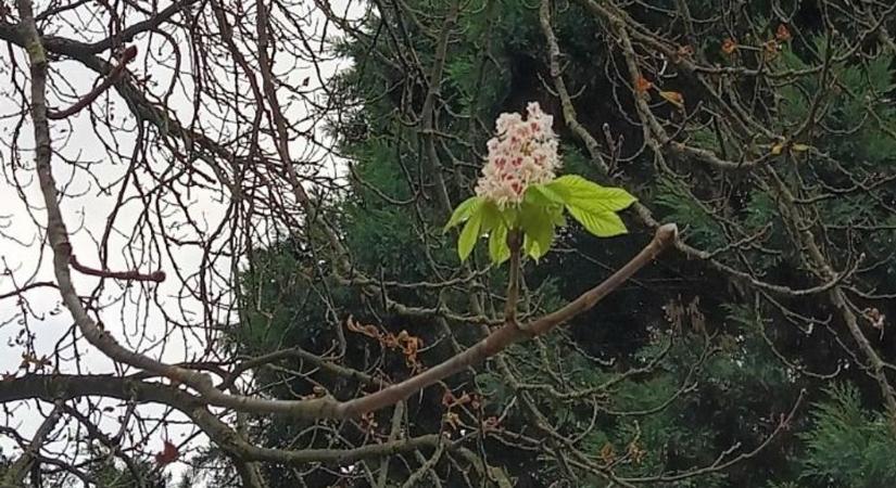 Virágzik a vadgesztenye Sopronban - Olvasói felvétel