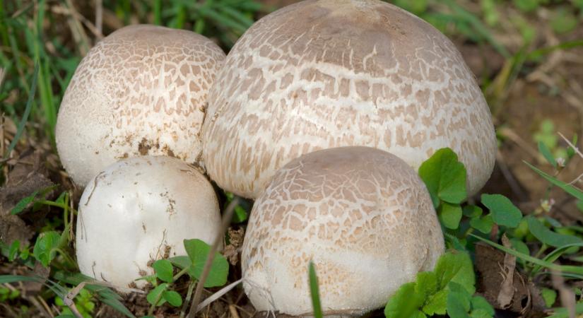 Ha ilyet találsz, haza ne vidd: bírságot is fizethetsz miatta