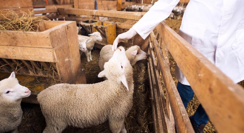 Okosan az antibiotikumokkal: a fenntartható állattenyésztés alapköve lesz ez a módszer
