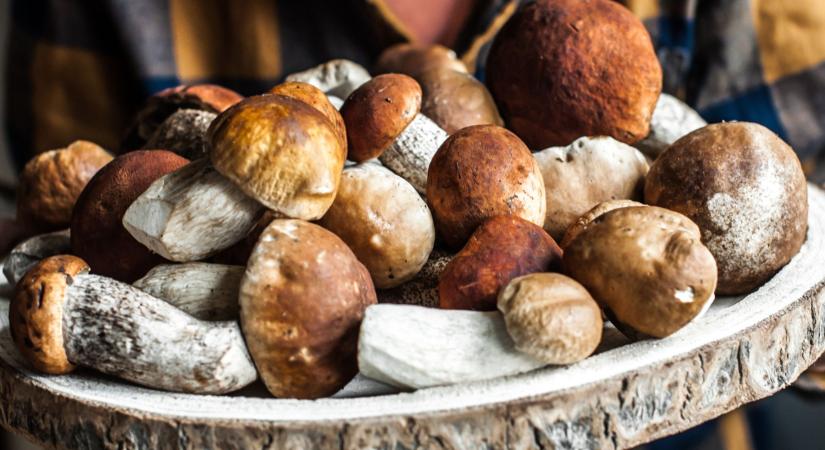 Ezek a gombák egy vagyont érnek, és az erdeinkben nőnek