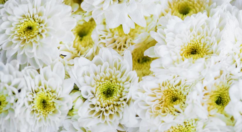 Mindenszentek: lesz elég krizantém