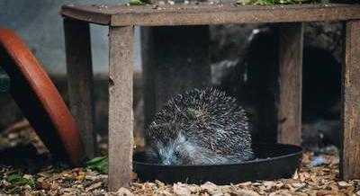 Mennyire ismered Magyarország vadon élő állatait? – Kvíz