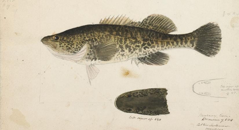 Arnie váratlanul úszott 860 kilométert