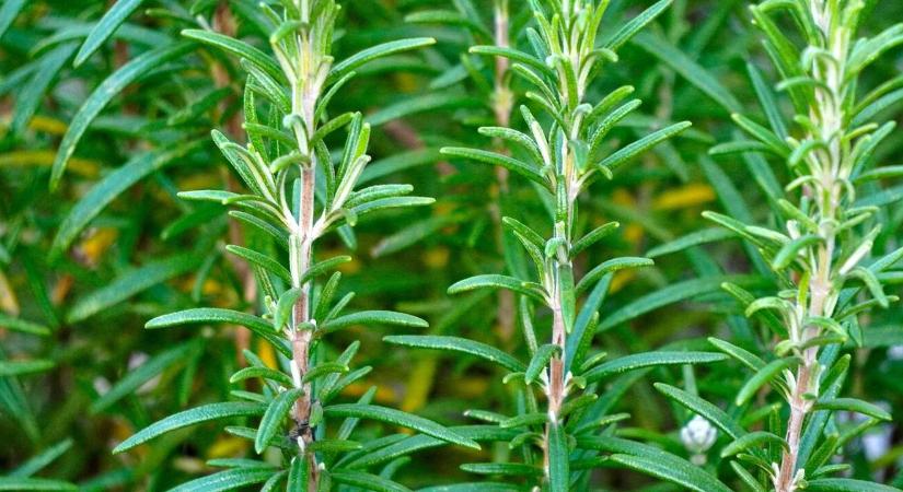 Komposztáljuk vagy sem? – A rozmaring dilemmája