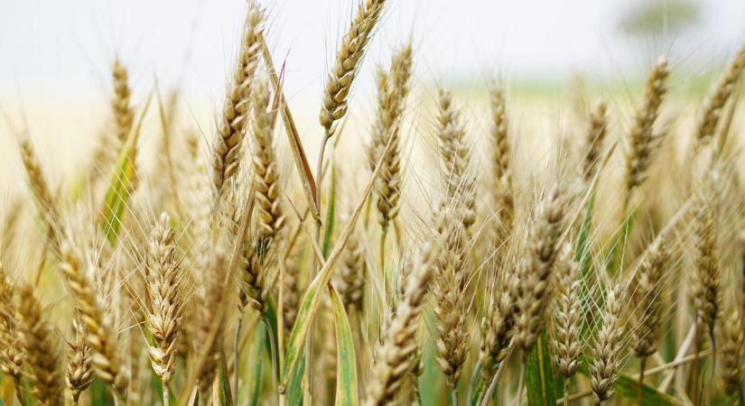 Ez lehet a növénytermesztés jövője – legalábbis a trendek ezt mutatják