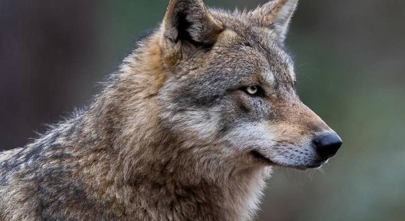 Újabb farkast lőttek ki Ausztriában