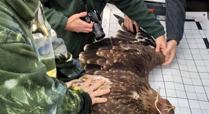 Visszatért a természetbe egy megmentett parlagi sas a Dél-hevesi Tájegységben