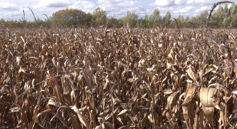 November közepére végezhetnek a kukorica betakarításával