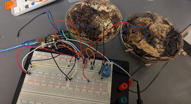 Shiitake gombák építettek számítógépet