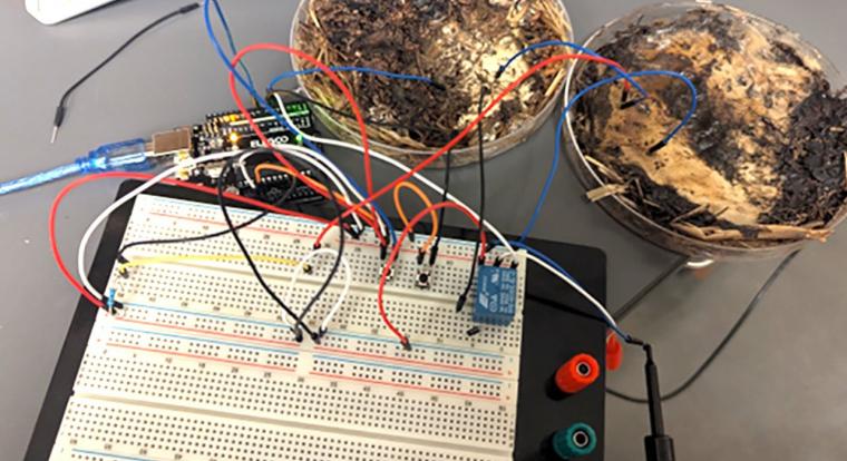 Adathordozóvá váltak a siitake gombák az Ohio State kutatóinak kísérletében