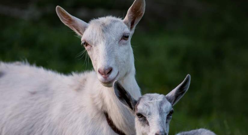 Nagy István – Nem pestisesek nálunk a kiskérődzők