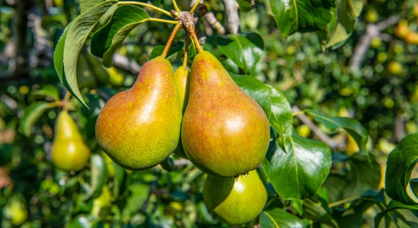 Olyan gondok vannak itt, hogy már csak egy dolog mentheti meg a gazdákat