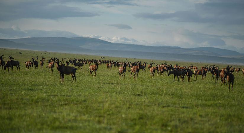 Magyar turistákkal teli kisrepülő zuhant le Kenyában