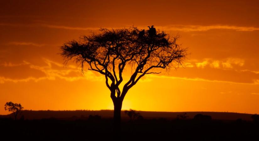 Tragédia Kenyában: amikor az álomszafari végzetes lángokba torkollik