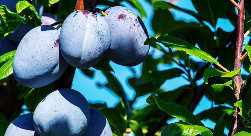 Rászólhatok a járókelőkre, ha az utcán álló fámról csipegetik a gyümölcsöt? A válasz kiábrándító