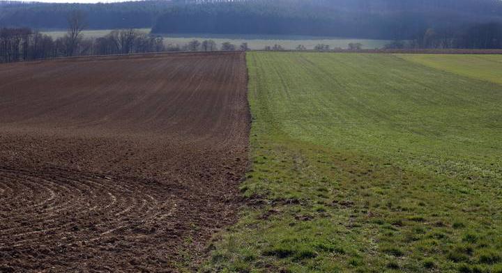 Elképesztő károkat okoznak ezek a vadállatok, a gazdáknak kevés eszközük van ellenük