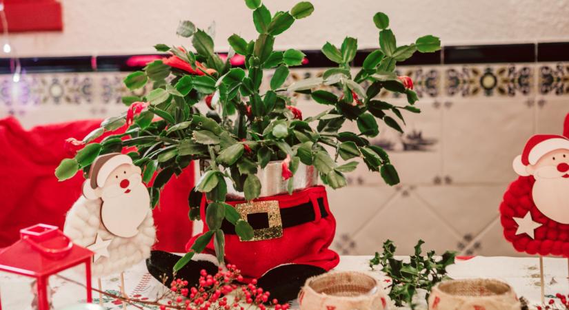 Súlyos hibák: ezeket rontják el a legtöbben a karácsonyi kaktusz gondozásakor