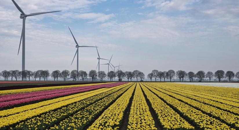 Furcsa kérés a holland kormánytól – Hiába a napelem, ha a hálózat a gyenge láncszem