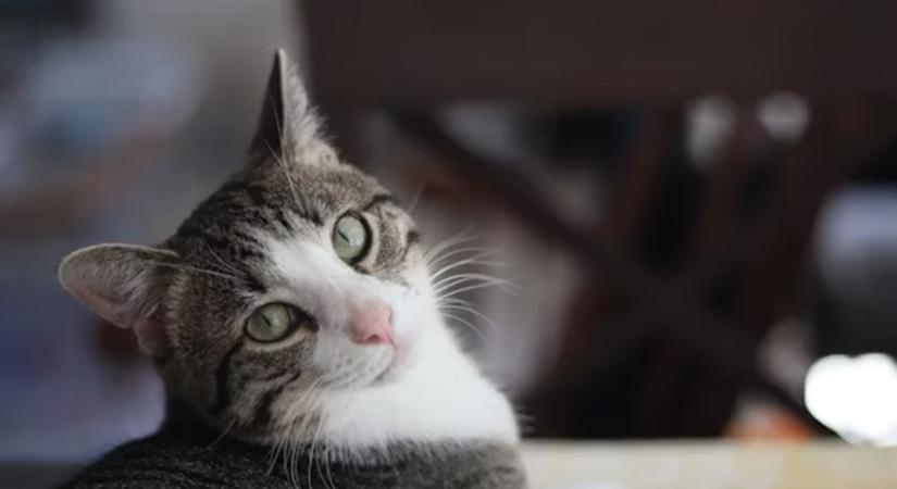 A cicák tudják, mit csinálnak – a DNS-ükben van kódolva, hogyan vegyenek le minket a lábunkról