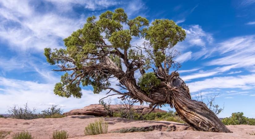 A fa, ami látta a Római Birodalom bukását – és még mindig él
