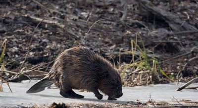 A hódok már a XV. kerületben hódítanak: százmillió forintot spóroltak szorgalmukkal a környezetvédelemnek