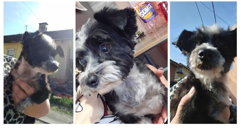 Síró kislány várja haza Bonbont – jutalom jár az eltűnt kiskutya megtalálójának!