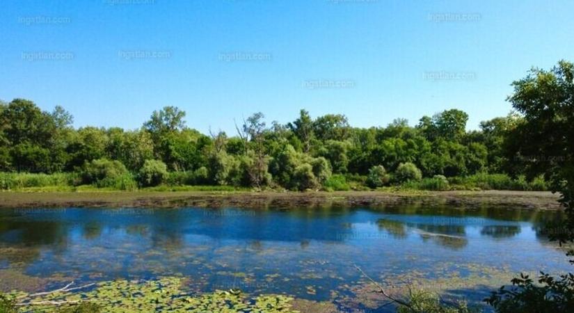 Eladó a Holt-Tisza egyik szakasza, ritka természeti kincs keresi új gazdáját