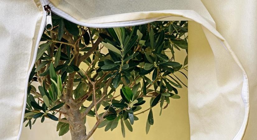 Növények teleltetése: ha nem figyelünk, akár az egészsgünk is bánhatja - ezek vasi növényorvos tippjei és tanácsai