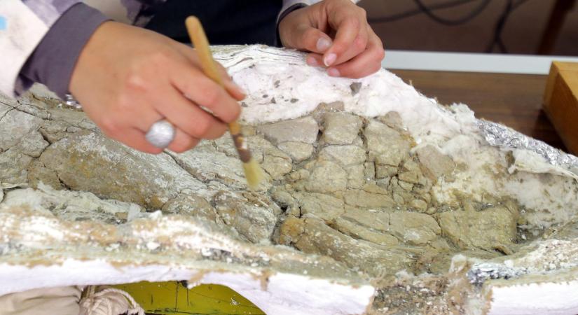 A világ legnagyobb dinoszauruszának fosszíliáit találták meg Patagóniában
