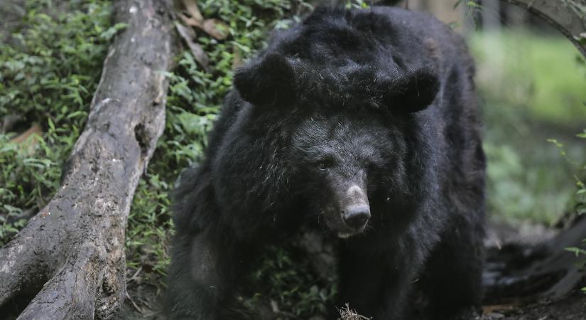 A hadsereg segítségét kéri Japán, rekordot döntöttek idén a medvetámadások