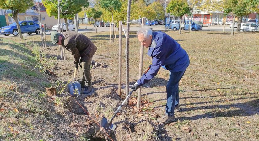 Sövényt ültettek a Kistópart utcai park szélére