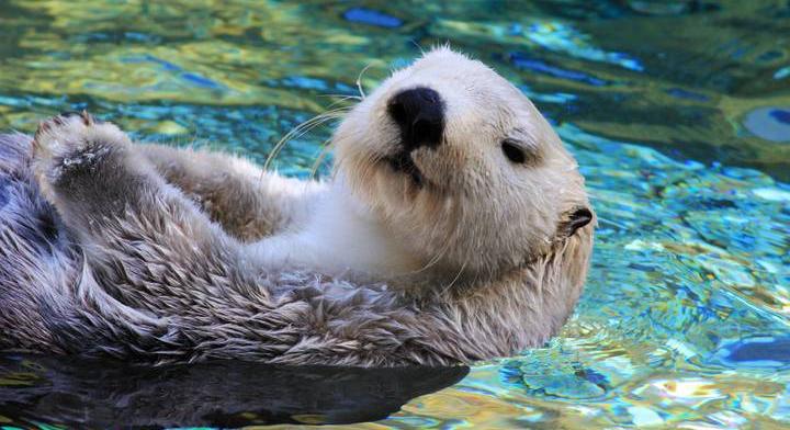 Szörfdeszkákat lopnak Amerikában a tengeri vidrák: egymástól tanulják a módszert