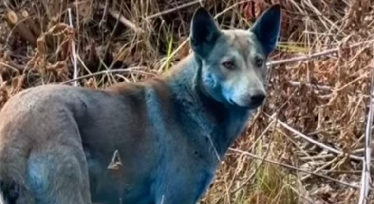 Újabb retély ütötte fel a fejét Csernobilban, kék kutyák kóborolnak az utcákon