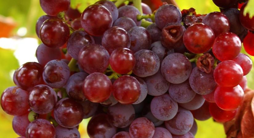 Újra divatban a régi magyar szőlőfajták